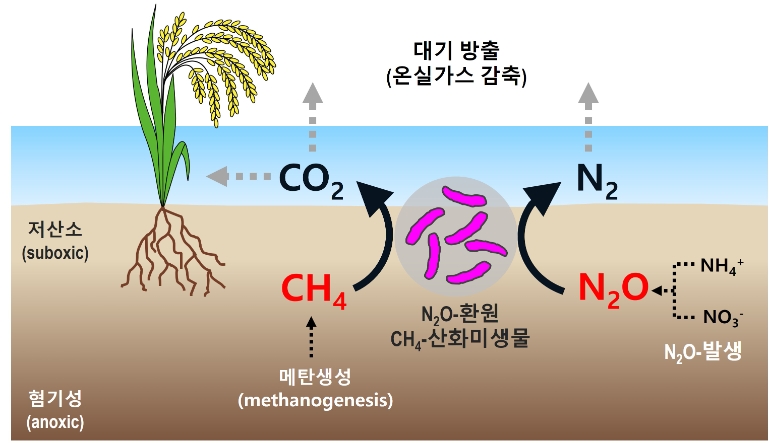 환경생태계에서의 단일 미생물에 의한 메탄산화 및 아산화질소환원. 사진=한국연구재단