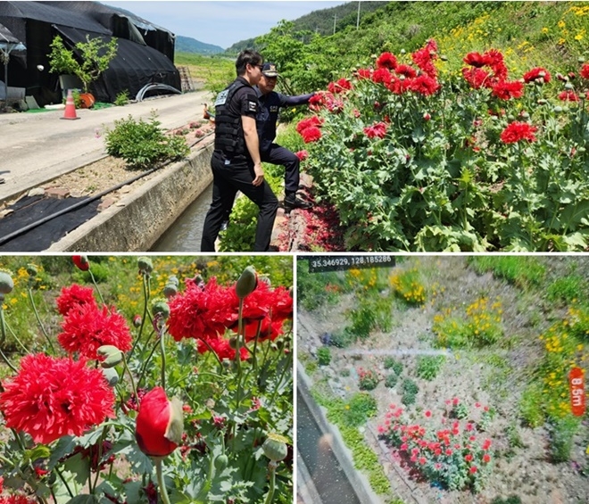 안전드림 324드론순찰대가 양귀비 발견.(사진제공=경남경찰청)
