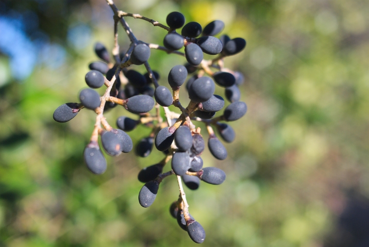 여정실(광나무 열매). 사진=자생한방병원