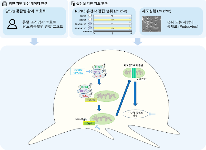 당뇨병콩팥병에서 RIPK3를 타겟으로 하는 새로운 치료전략. 사진=한국연구재단