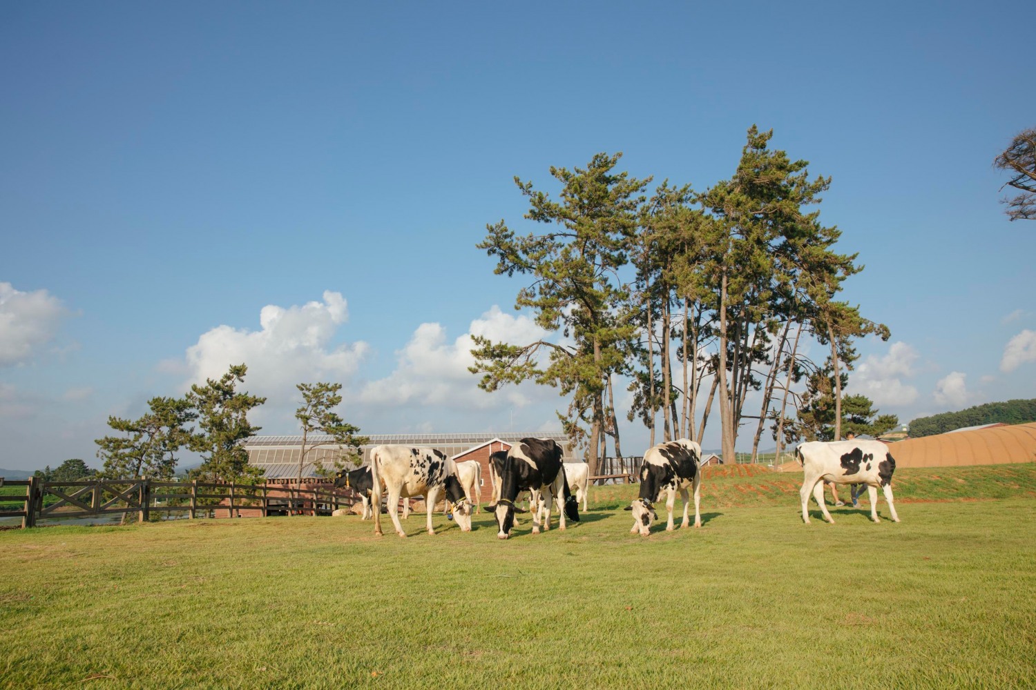상하목장, 저탄소 인증 획득으로 친환경 선도
