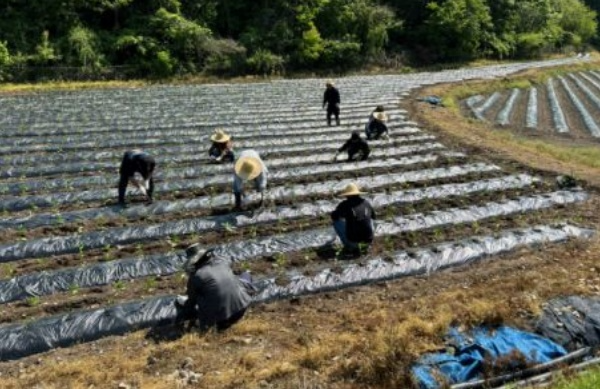 지난해 5월 진안군 성수면에서 사회봉사 대상자들이 고추 식재 작업을 하고 있다.(사진제공=전주보호관찰소)