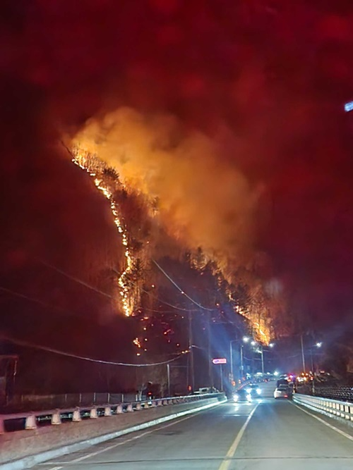 (사진제공=산림청)
