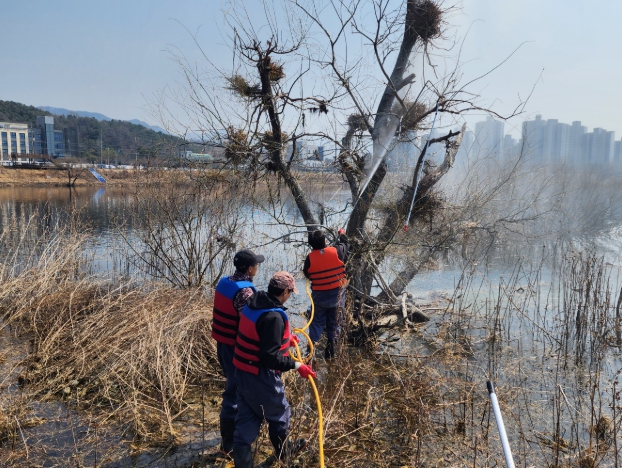 춘천시, 민물가마우지 둥지 제거 구슬땀…개체수 조절 총력