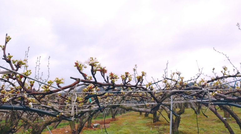 보성군이 개화기를 맞은 과수 농가에 저온 피해 예방 활동을 철저히 해달라고 당부했다_개화기 배 과원 전경