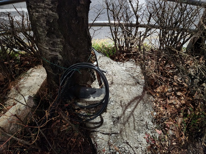 인천 굴포천역 8번 출구 인접의 대덕리치아노오피스텔 빌딩옆 가로수가 콘크리트로 덮여있어 고사위기에 쳐해있다.