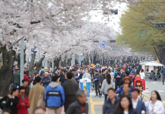 영등포구, 여의도 봄꽃행사 연기 4월 8일 시작