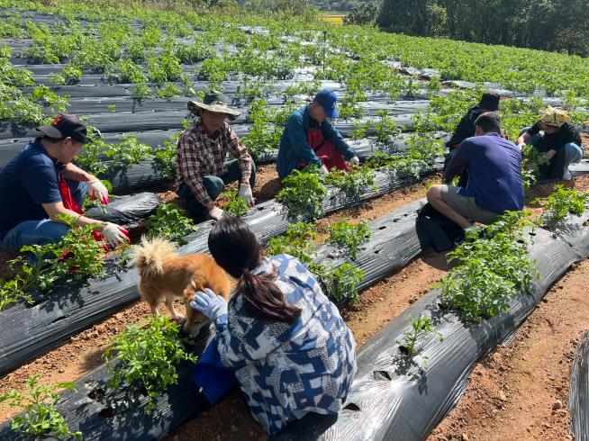 보성군, ‘2025년 전남에서 살아보기’ 사업 본격 추진_2024년 전남살아보기 참가자들이 마을 감자밭에서 감자가 잘 클 수 있도록 줄기 아래부분에 흙을 덮어주고 있다.