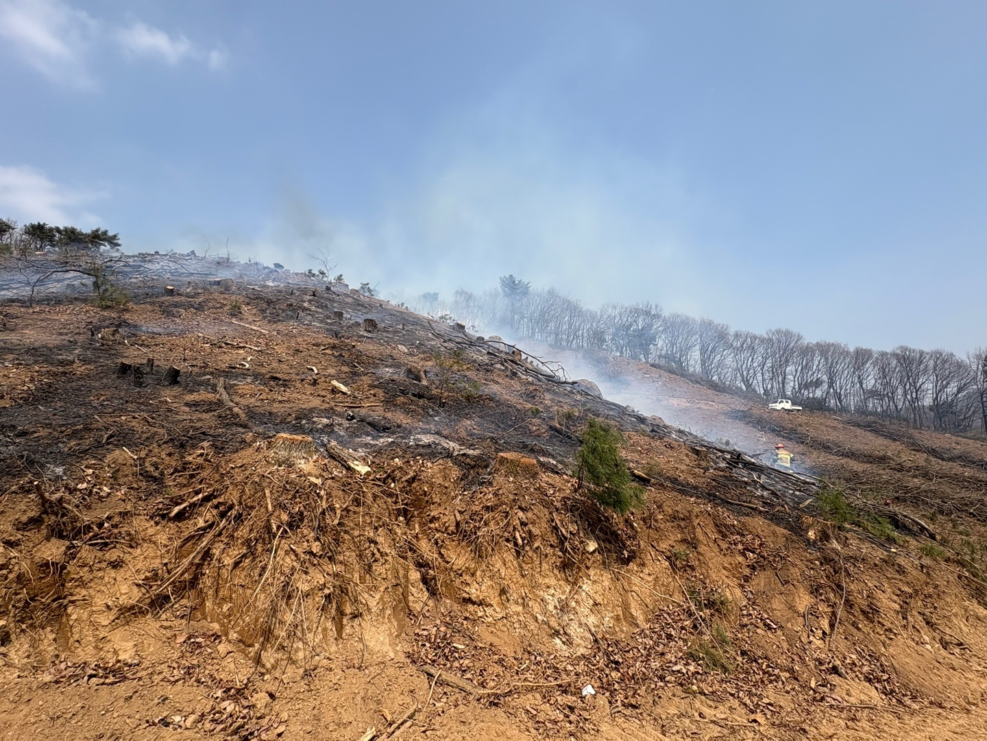(사진제공=산림청)