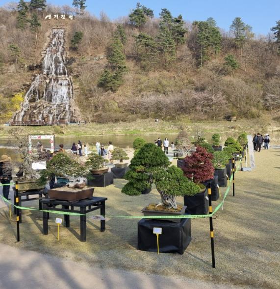 분재전시회 사진