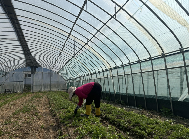 구기자 농가에서 봄철을 맞아 구기자 순을 수확하고 있다.