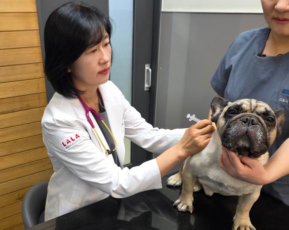 동물 광견병 예방접종 사진