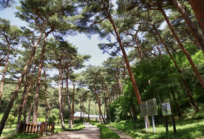 안면도 자연휴양림 모습