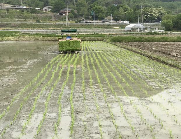 모내기 사진