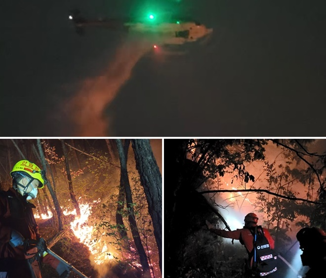 (사진제공=산림청)