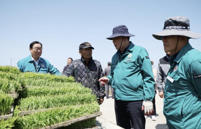 7일 이원면 포지리의 한 논에서 모내기를 실시하는 모습.