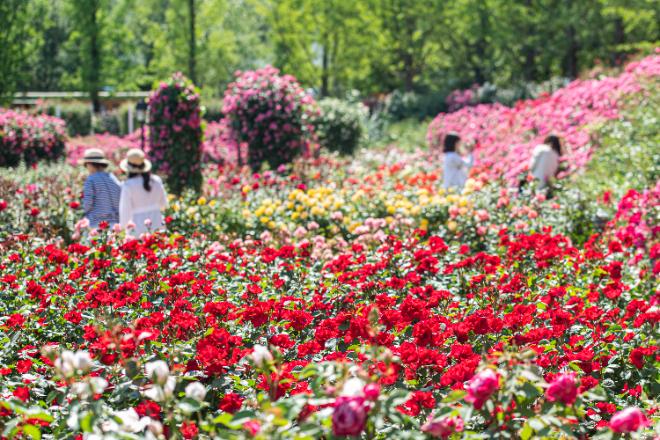 에버랜드, 새로운 장미축제 '에버랜드 로로티' 오는 16일 개막
