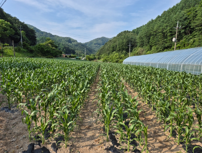 홍천군, 주요 식량작물 보급종 채종 단지 본격 운영 개시
