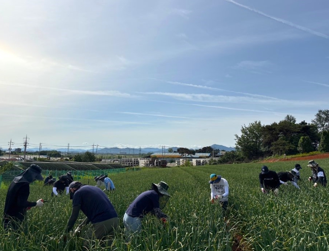 부안군, 영농철 맞아 마늘농가 일손돕기