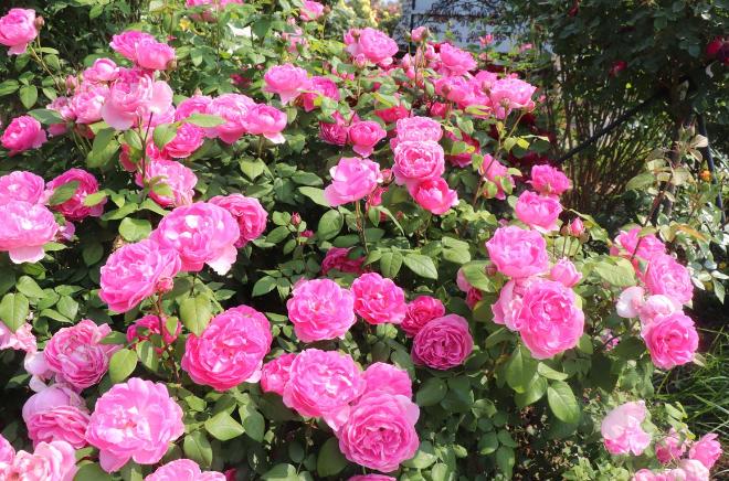 에버랜드, 자체 개발 정원 장미 '퍼퓸에버스케이프' 日 진출