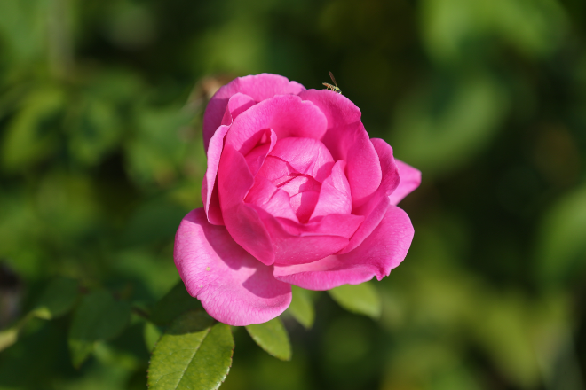 에버랜드, 자체 개발 정원 장미 '퍼퓸에버스케이프' 日 진출