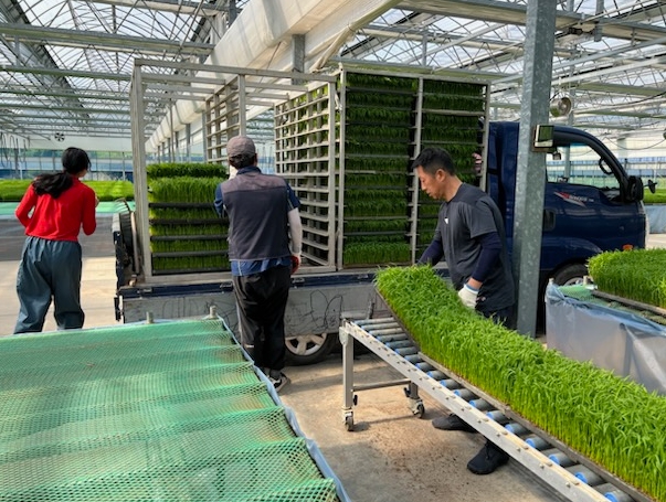 청양군 농업기술센터 다목적육묘장에서 자란 벼 예비묘의 모습