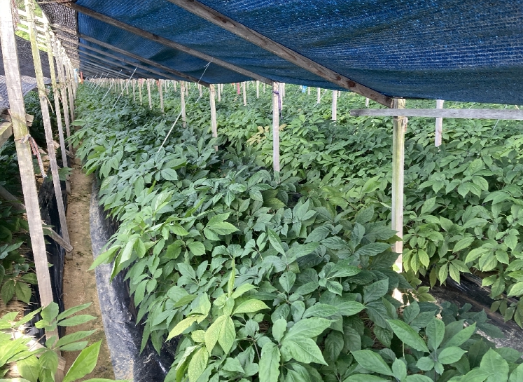 금산군 지역 인삼밭