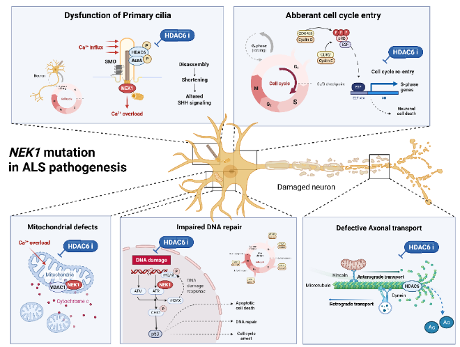 근위축성 측삭경화증의 발병 기전에서 NEK1 돌연변이가 미치는 영향. 사진=한국연구재단