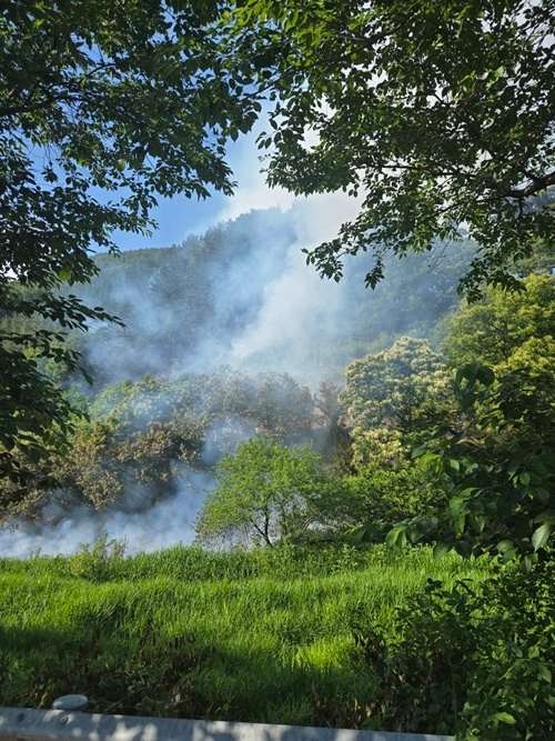 (사진제공=산림청)