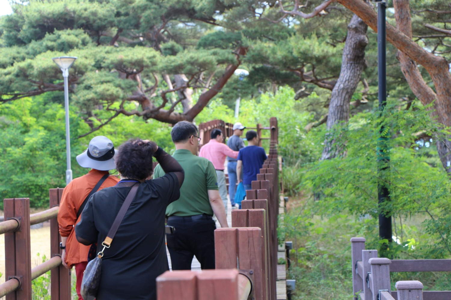 수령 2~300년을 족히 넘긴 것으로 보이는 소나무 군락지를 기자단이 둘러보고 있다.