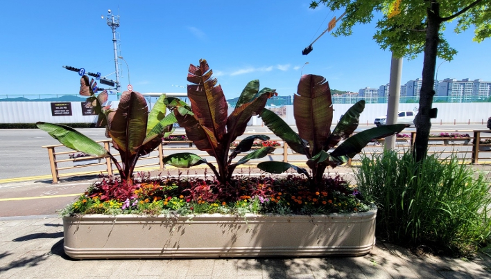 순천시, 열대풍 거리 조성.