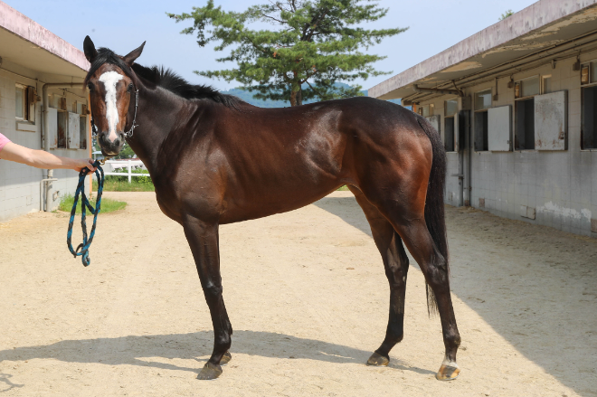 오는 22일 렛츠런파크 서울 2000m 접전 ‘제14회 스포츠동아배’ 개최