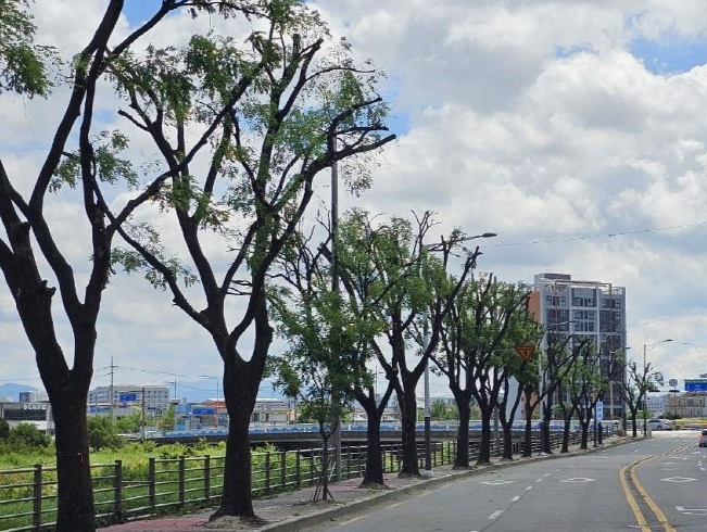 시민 불편 해소·재난 예방 위한 가로수 정비 박차!