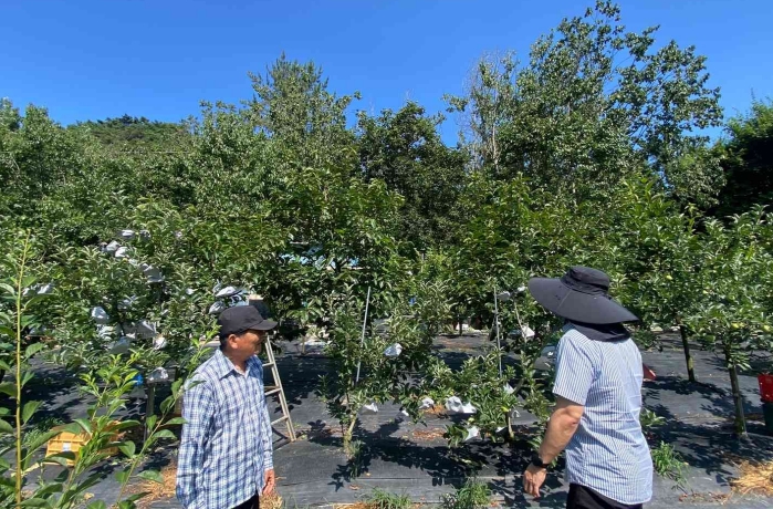 농업기술센터 과수 담당자가 도곡면 대곡리 과수 농가에 폭염 대응 관리 지도하는 장면