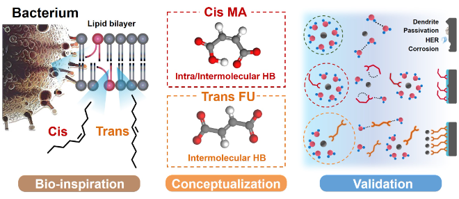 자연모방을 통해서 입체이성질체인 트랜스 푸마르산과 시스 말레산의 용매화 구조와 계면 제어에 의한 비가역 반응에 대한 효과를 보여주는 모식도. 사진=한국연구재단