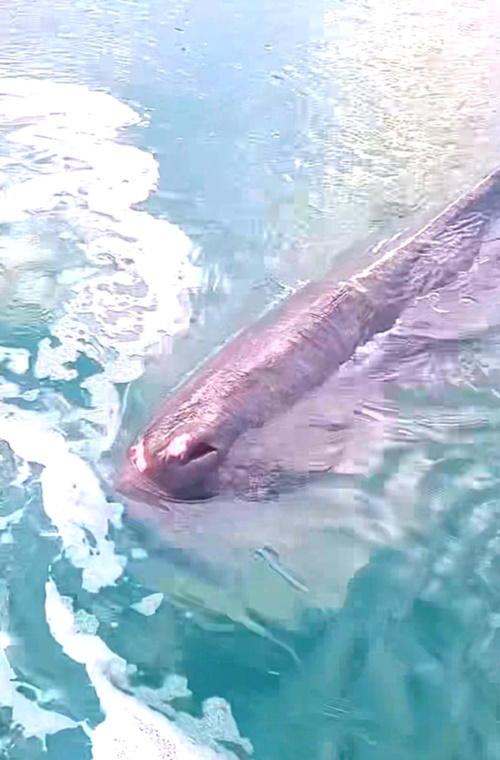 대변항에 출현한 향고래.(제공=울산해경)