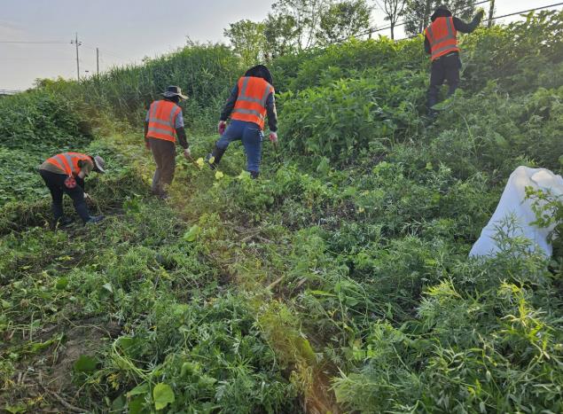 생태계교란 생물 퇴치 현장 사진