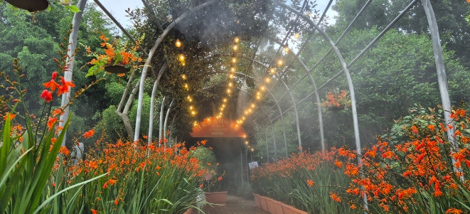 신안군, ‘2025 섬 크로코스미아 꽃 축제’ 성황리에 막 내려