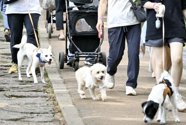 달 14일 서대문구 안산(鞍山) 반려견 산책로에서 열린 ‘2025 서대문 반려동물과 함께 걷기 행사’ 모습