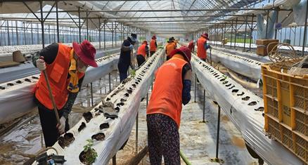 계룡시 자원봉사자 및 계룡시 공무원 당진 침수농가 수해복구 현장 사진