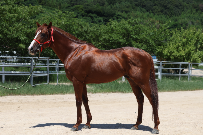 렛츠런파크 서울, 제40회 ‘KRA컵 클래식(G2)’ 개최