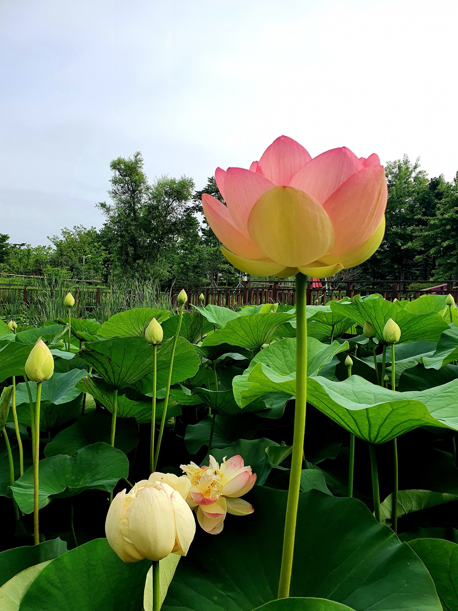 바다너울원 연꽃 개화