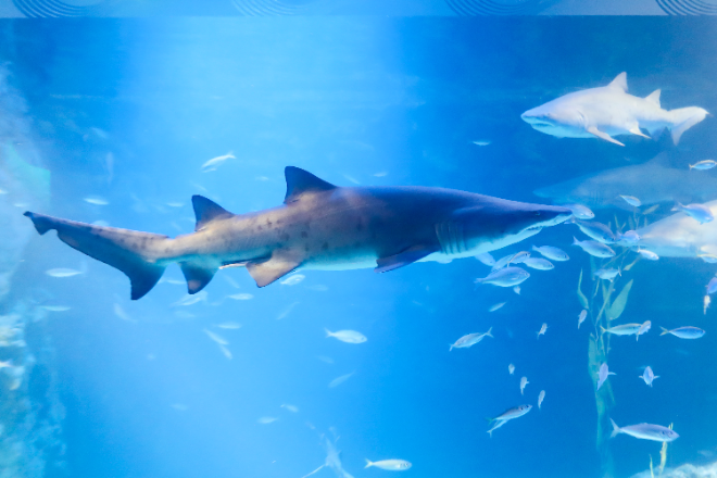 롯데월드 어드벤처, 총 2억원 규모 여행지원금 걸린 ‘어트랙션 월드투어’ 진행