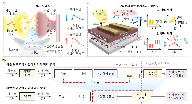 삼단자 시냅스 구조를 모사한 강유전체 광트랜지스터. 사진=한국연구재단