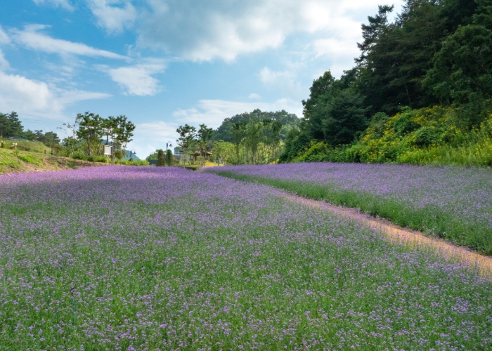 정선군, 병방산군립공원에 보랏빛 버베나로 경관 개선