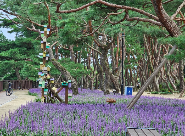 의림지 솔밭공원 미래를 위한 소나무 관리