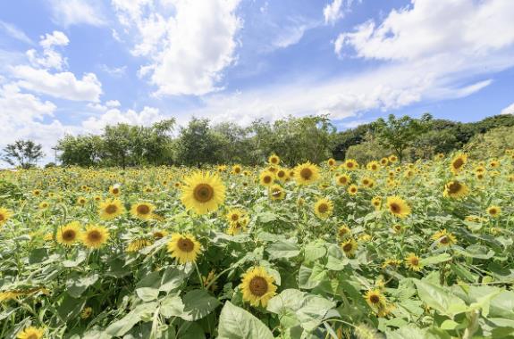 양천구 구화, 해바라기가 만개한 안양천공원 힐링가든 꽃밭