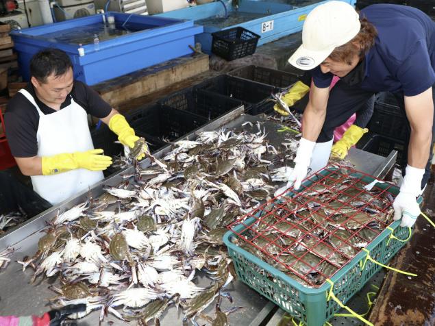 21일 안면읍 백사장항 위판장의 꽃게 모습.