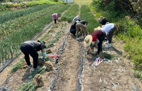 2025년 5월 완주군 소재 농가에서 사회봉사 대상자들이 마늘 수확 작업을 하고 있는 모습.(제공=전주보호관찰소)