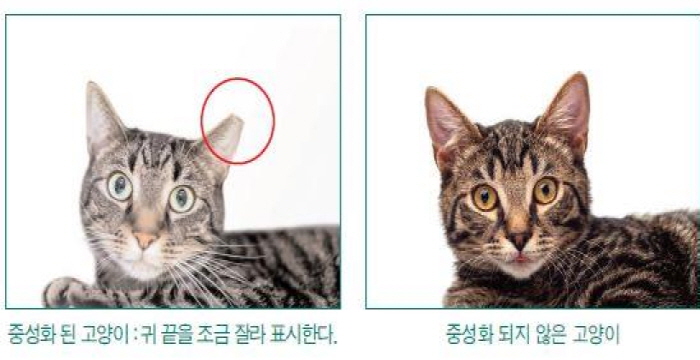 길고양이 중성화 사업 예시
